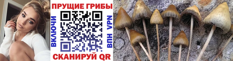блэк спрут вход наркошоп Морозовск Галлюциногенные грибы прущие грибы